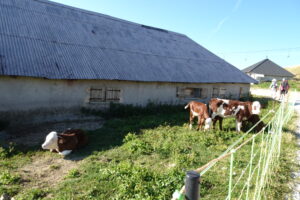 Troupeaux de vaches au sommet du SEMNOZ