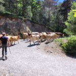 Transhumance