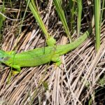 Magnifique lézard vert