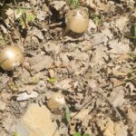 Quelques champignons